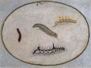 Maria Sibylla Merian Caterpillars oil painting reproduction